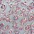Sliced Purple Violet Sea Snail Neritina Shells - Pack of 100